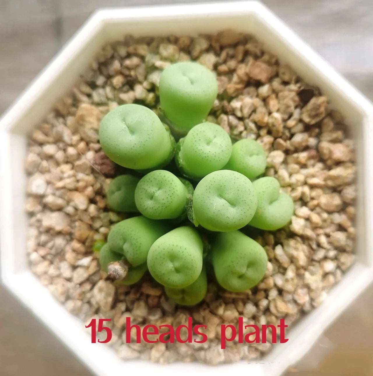 Live plant / Conophytum minutum Cluster/Rare Cute succulent