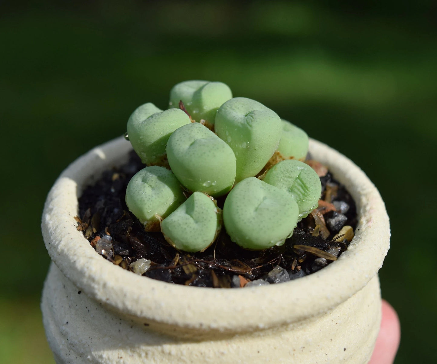 Live plant / Conophytum minutum Cluster/Rare Cute succulent