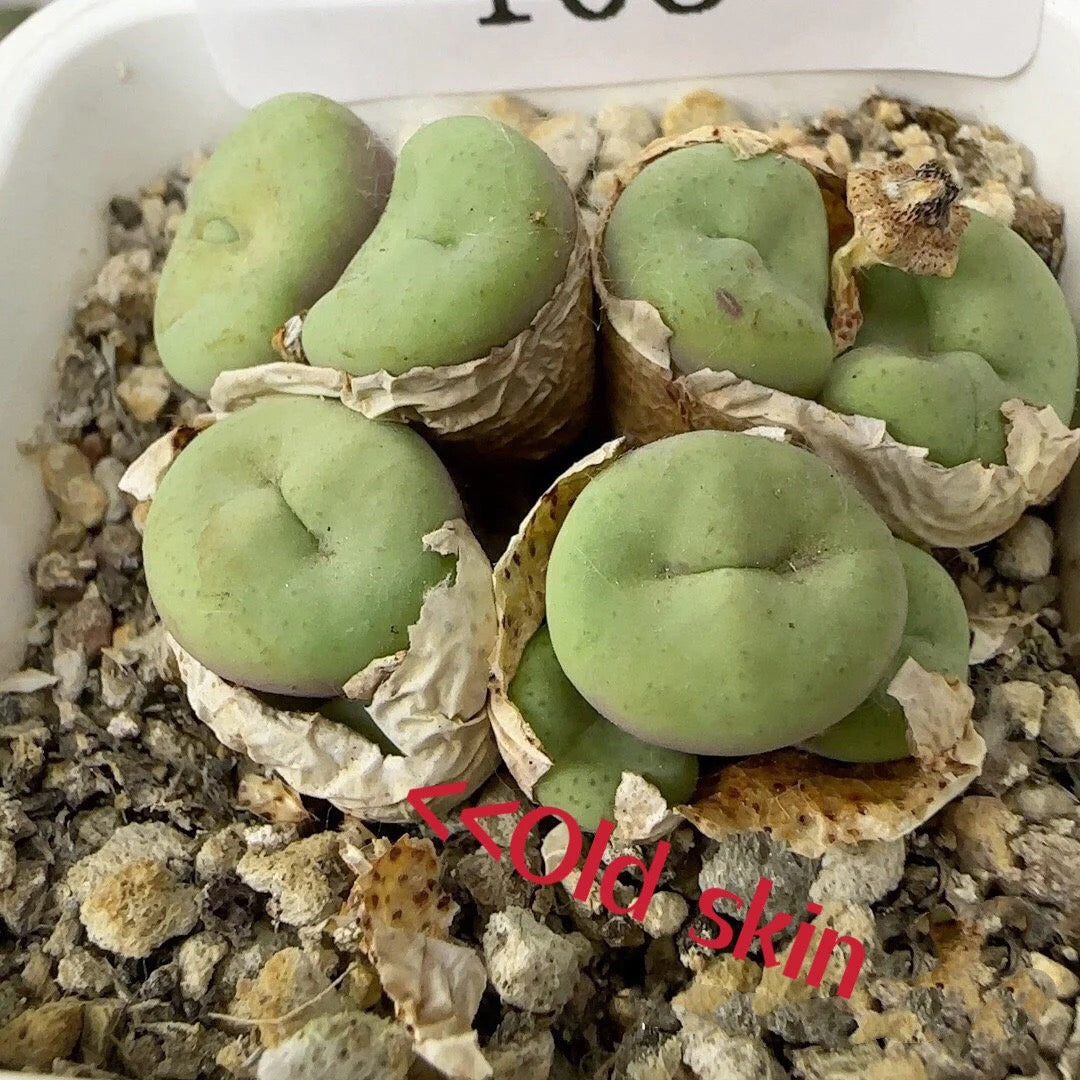 Live plant / Conophytum minutum Cluster/Rare Cute succulent