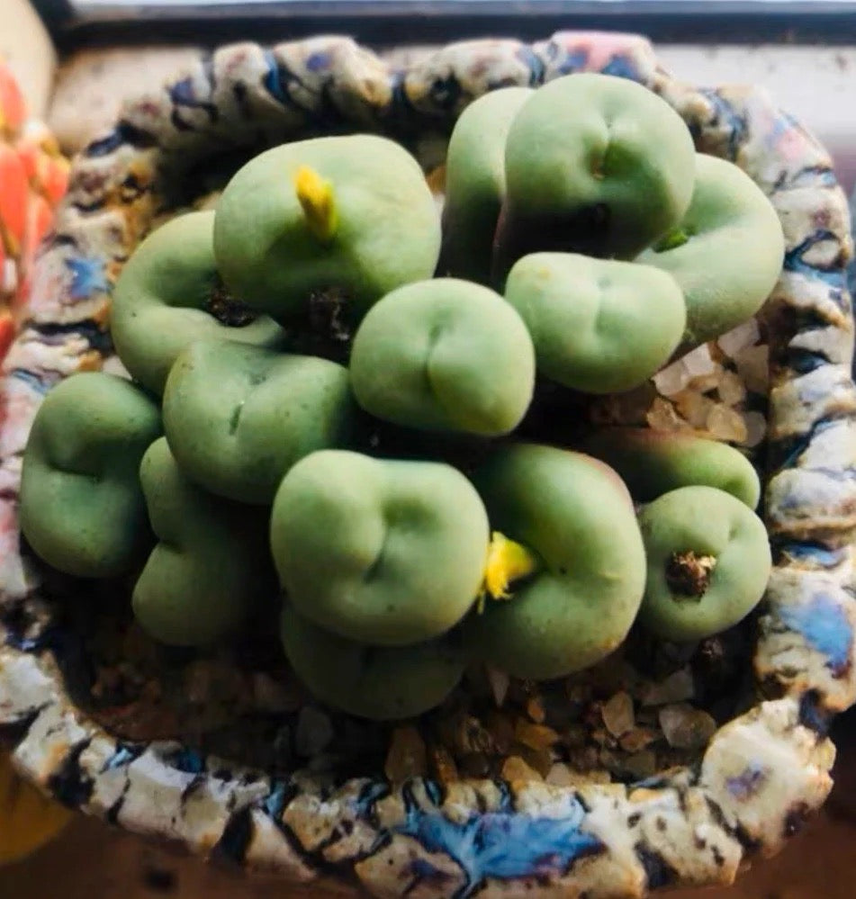 Live plant / Conophytum minutum Cluster/Rare Cute succulent