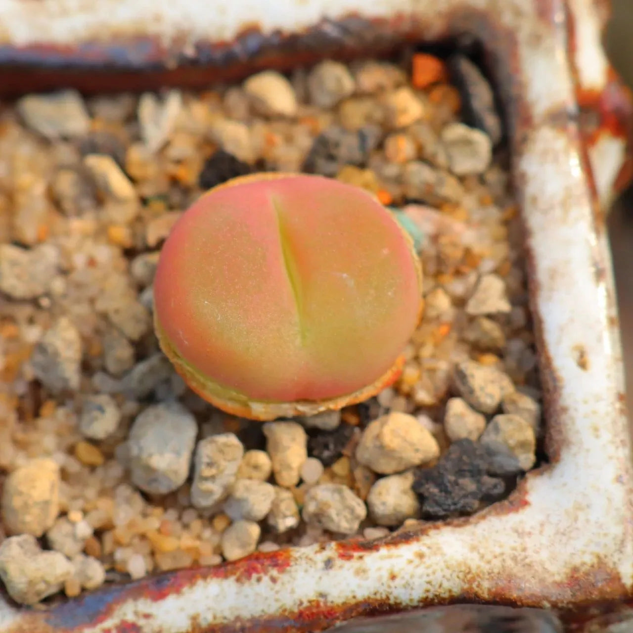 Conophytum maughanii