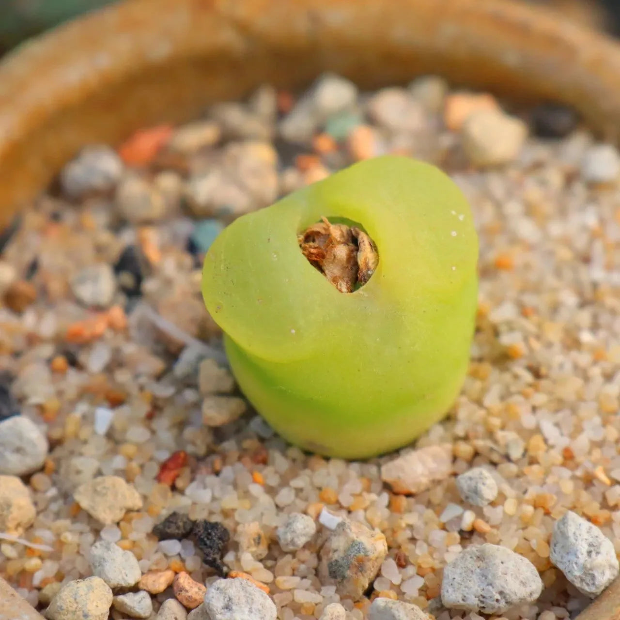 Conophytum maughanii