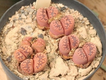 Plant - Lithops otzeniana 'Cesky Granat' fashion Trident