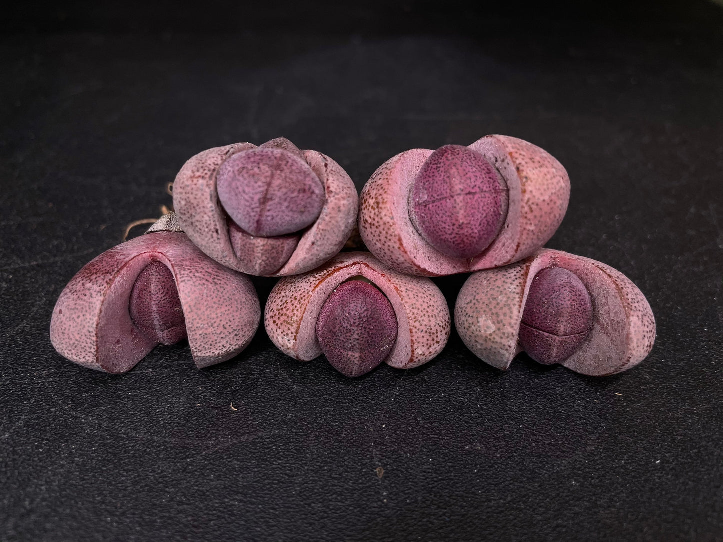 purple dragon succulent Live Plant ~ Lithops Royal Flush ~1"/2" (~2cm/5cm)/purple "dragon" – Secret Succulent Villa
