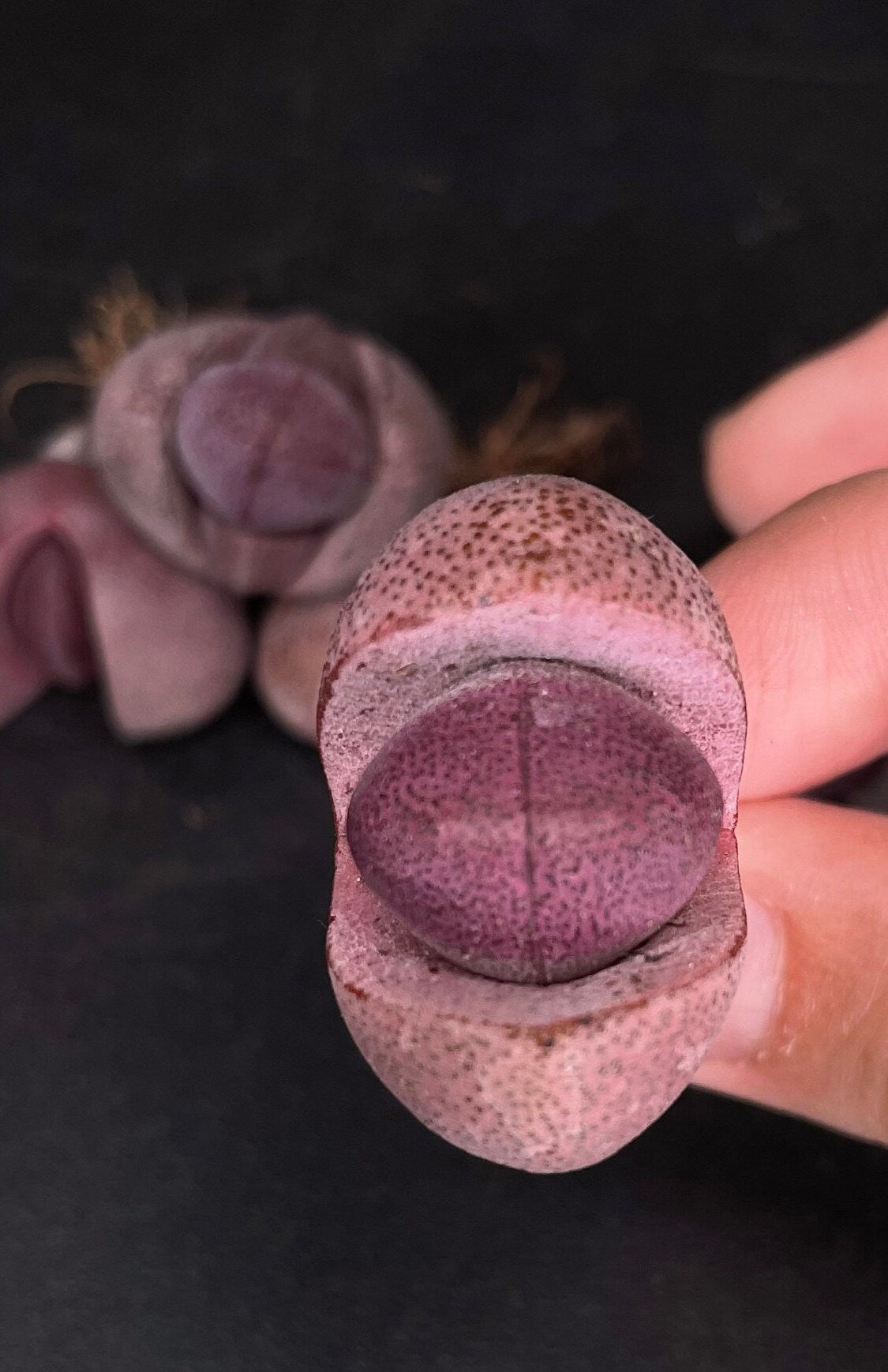 Live Plant ~ Lithops Royal Flush ~1"/2" (~2cm/5cm)/purple "dragon"