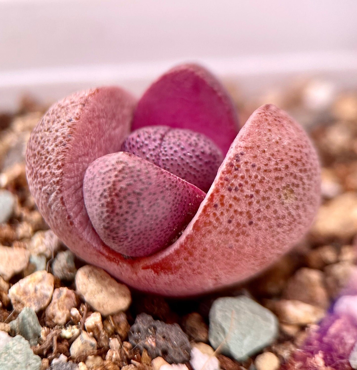 Live Plant ~ Lithops Royal Flush ~1"/2" (~2cm/5cm)/purple "dragon"