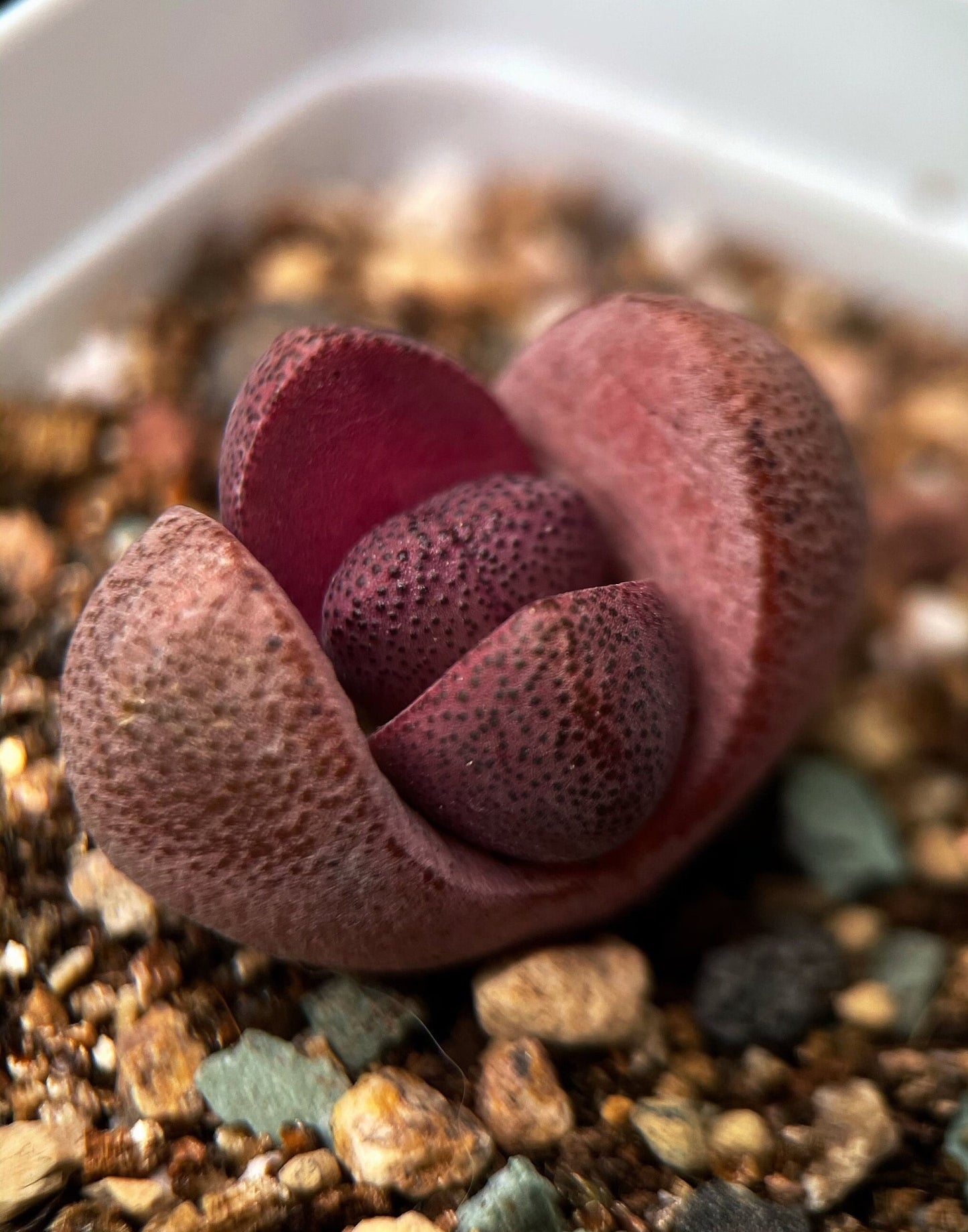 Live Plant ~ Lithops Royal Flush ~1"/2" (~2cm/5cm)/purple "dragon"