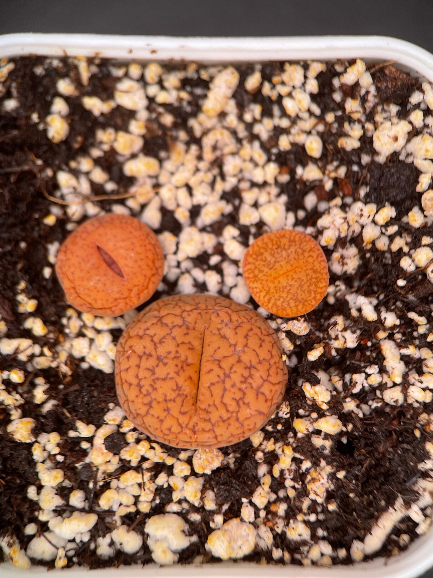 {Mikeey Mouse  Lithops Sets} - Lithops Acucampiae Var. Koelemanii