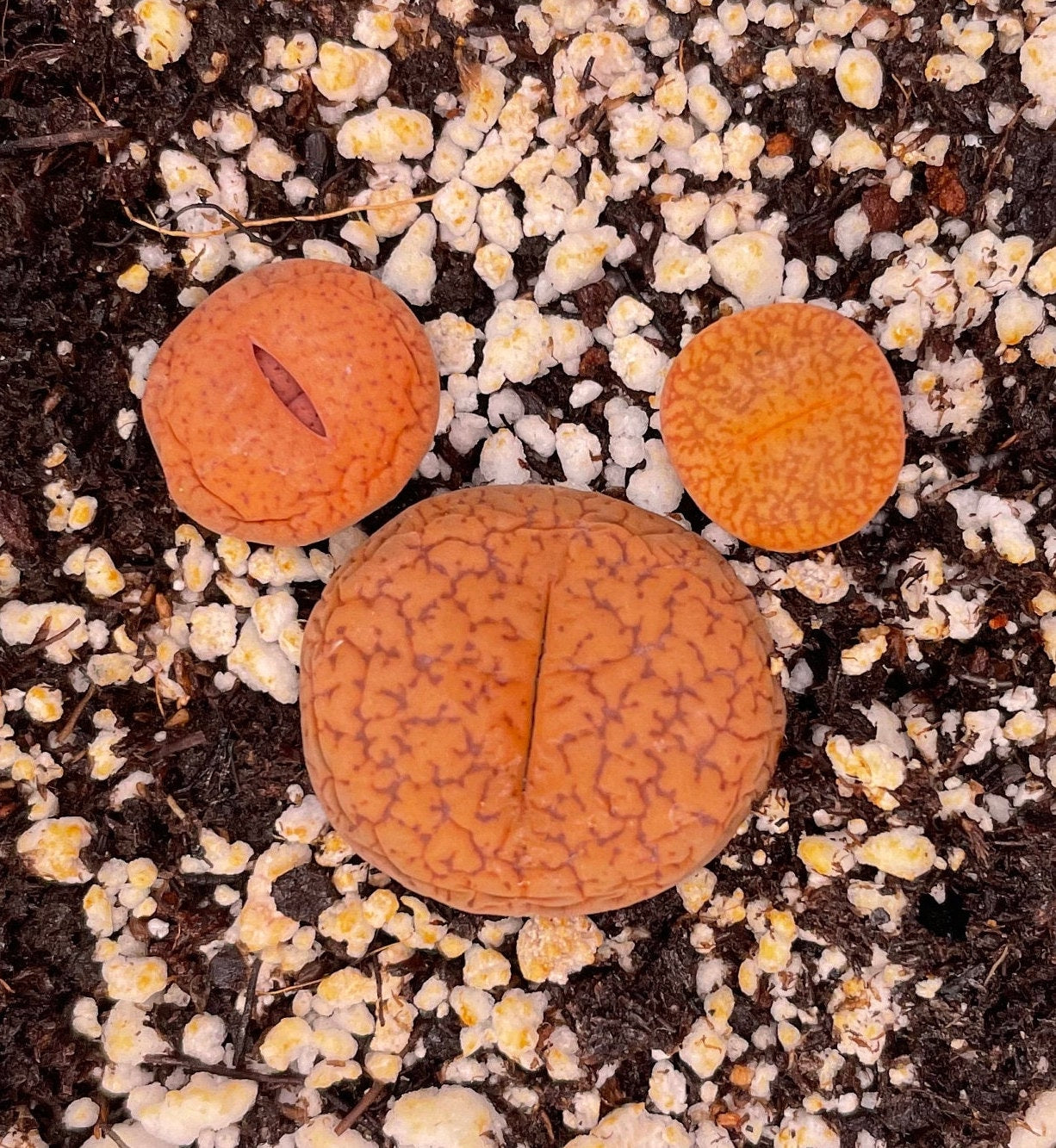 {Mikeey Mouse  Lithops Sets} - Lithops Acucampiae Var. Koelemanii