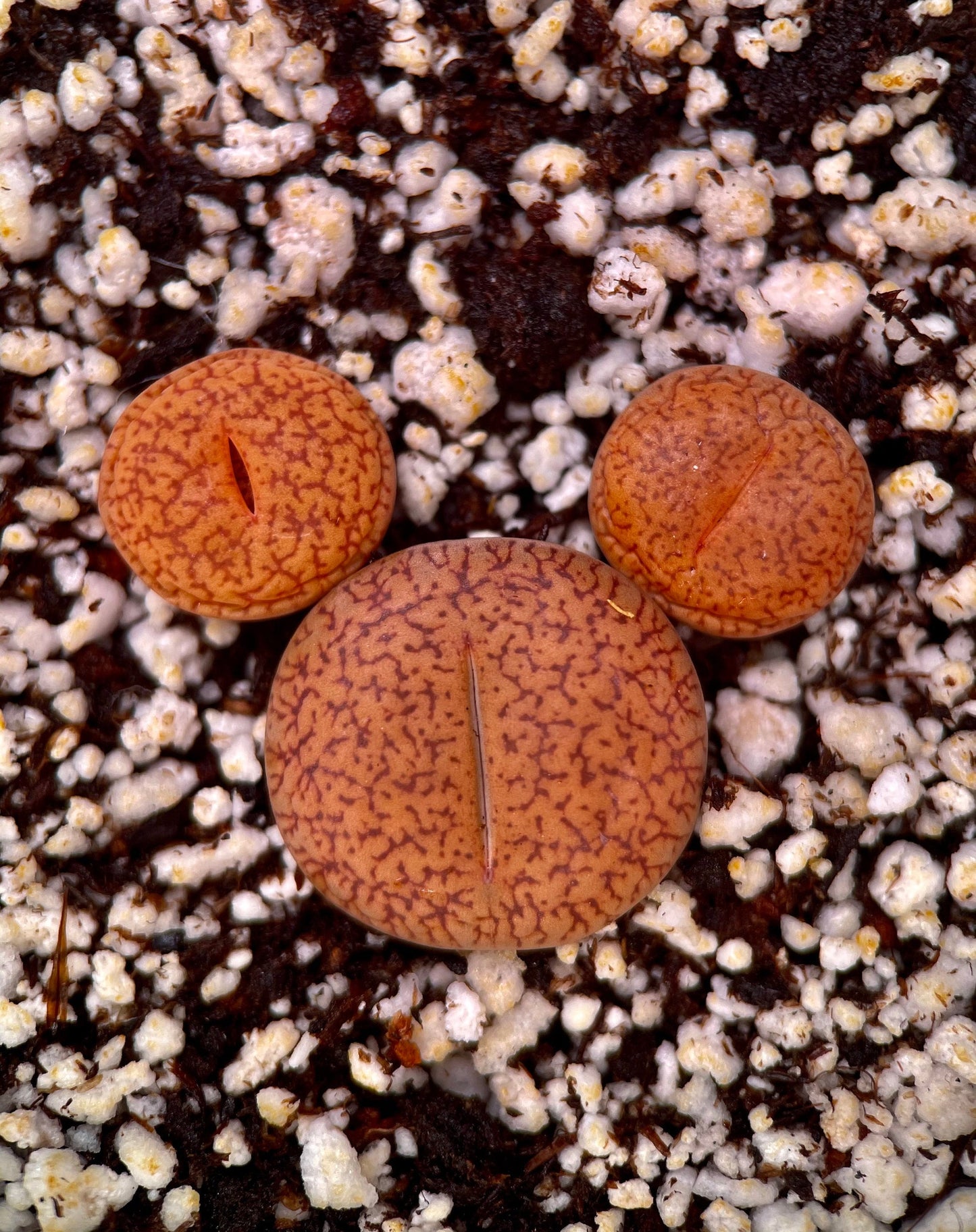 {Mikeey Mouse  Lithops Sets} - Lithops Acucampiae Var. Koelemanii