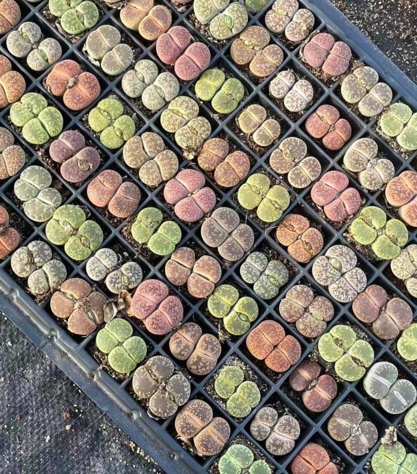 Double head Lithops Collection