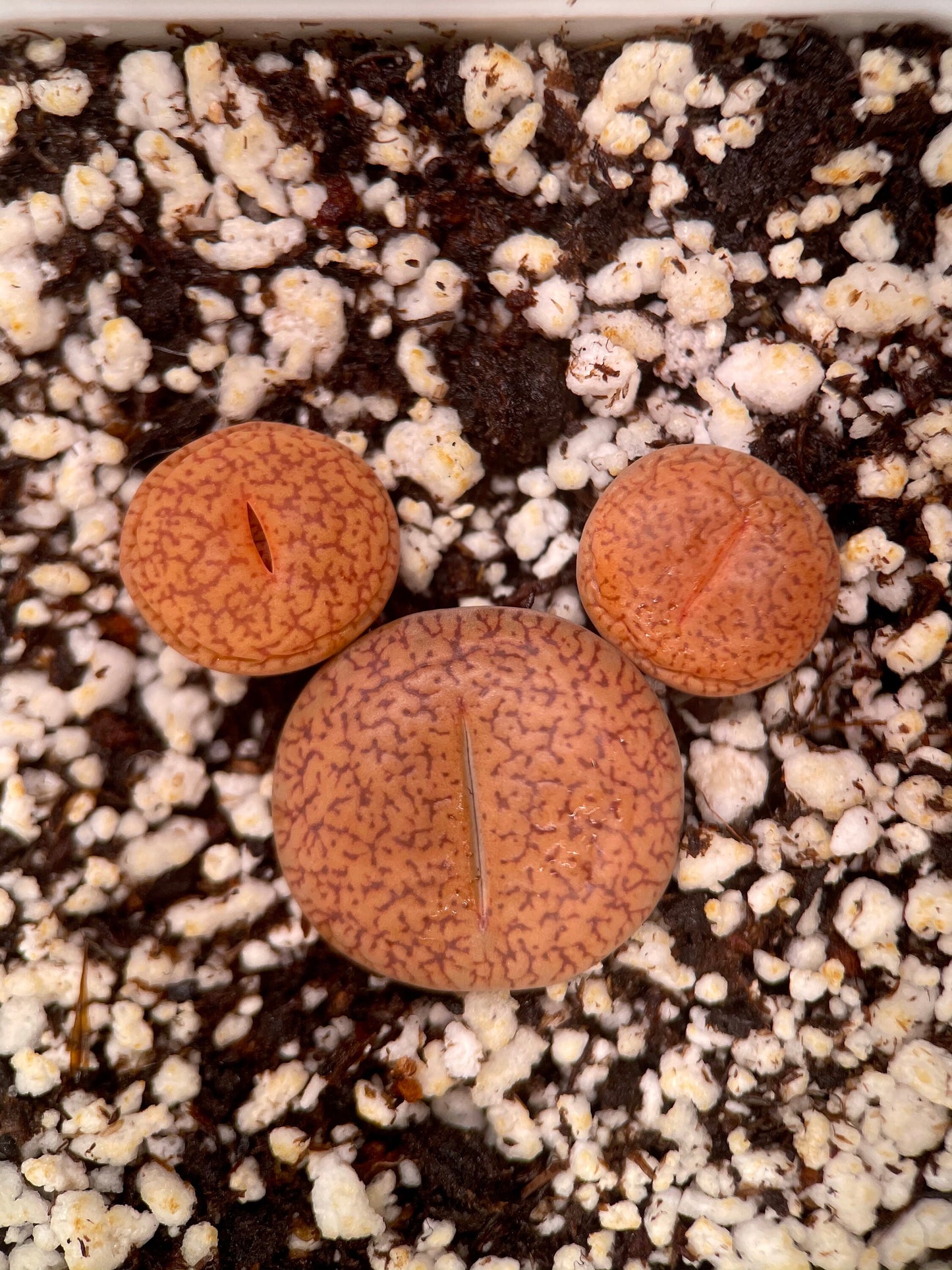 {Mikeey Mouse  Lithops Sets} - Lithops Acucampiae Var. Koelemanii