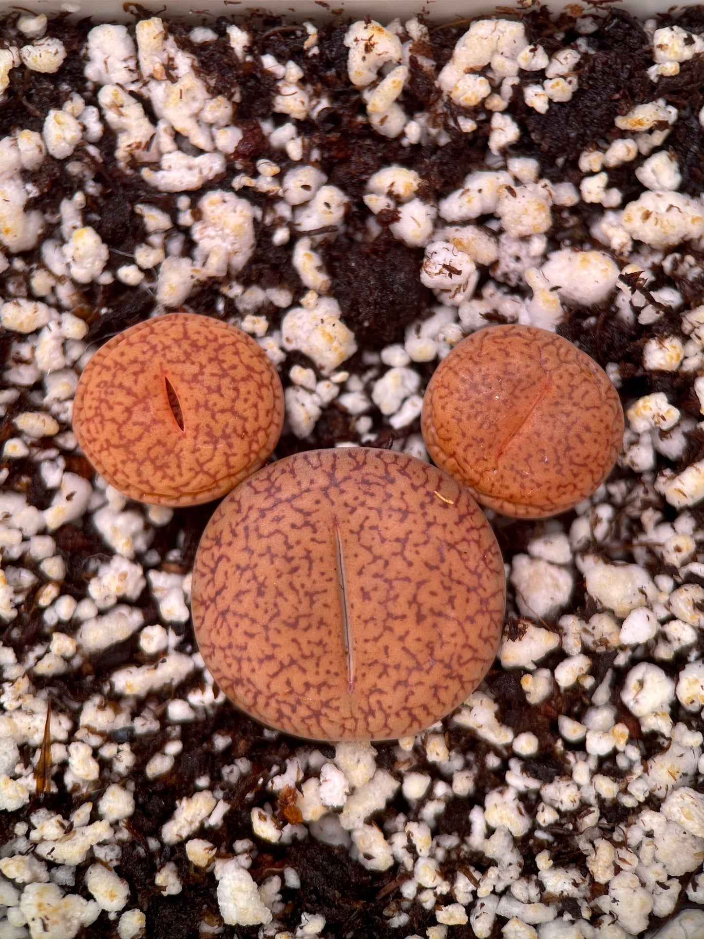 {Mikeey Mouse  Lithops Sets} - Lithops Acucampiae Var. Koelemanii