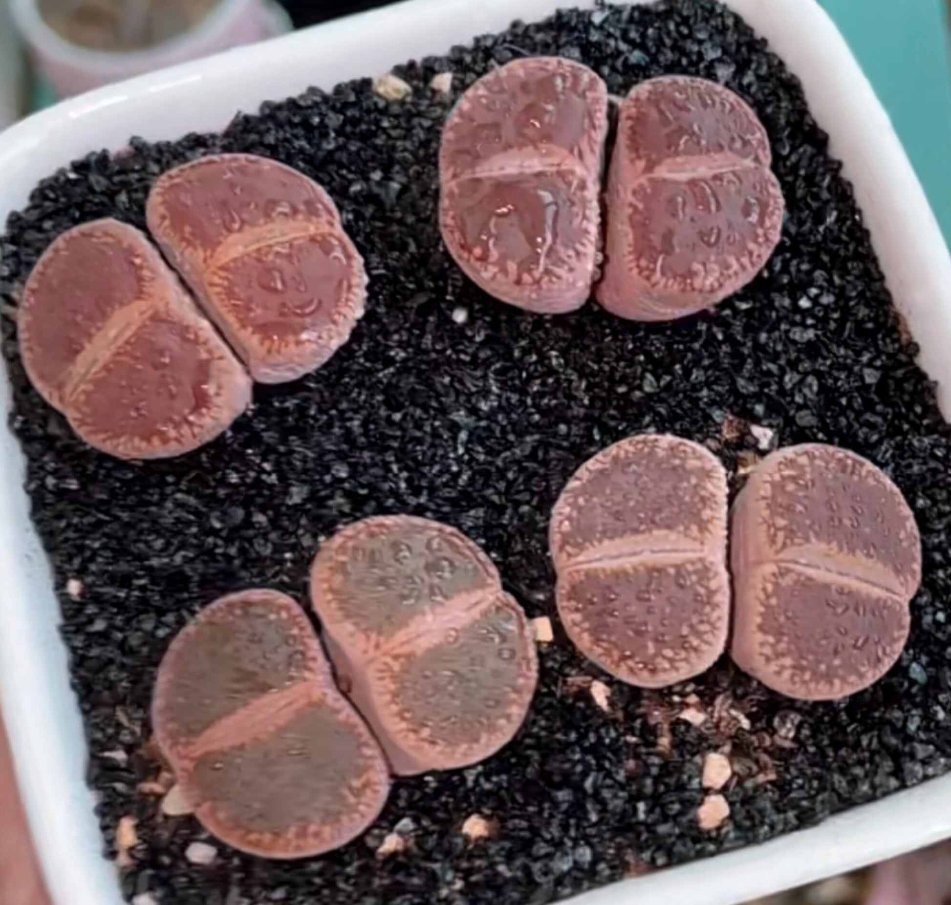 double headed succulent Double head Lithops Collection – Secret Succulent Villa