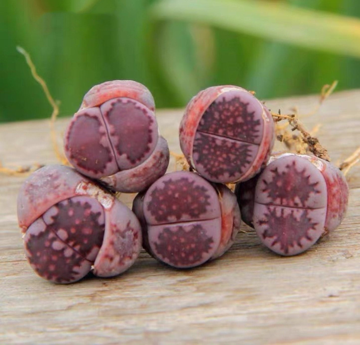 L. salicola 'Sato’s Violet'（"Bacchus"）