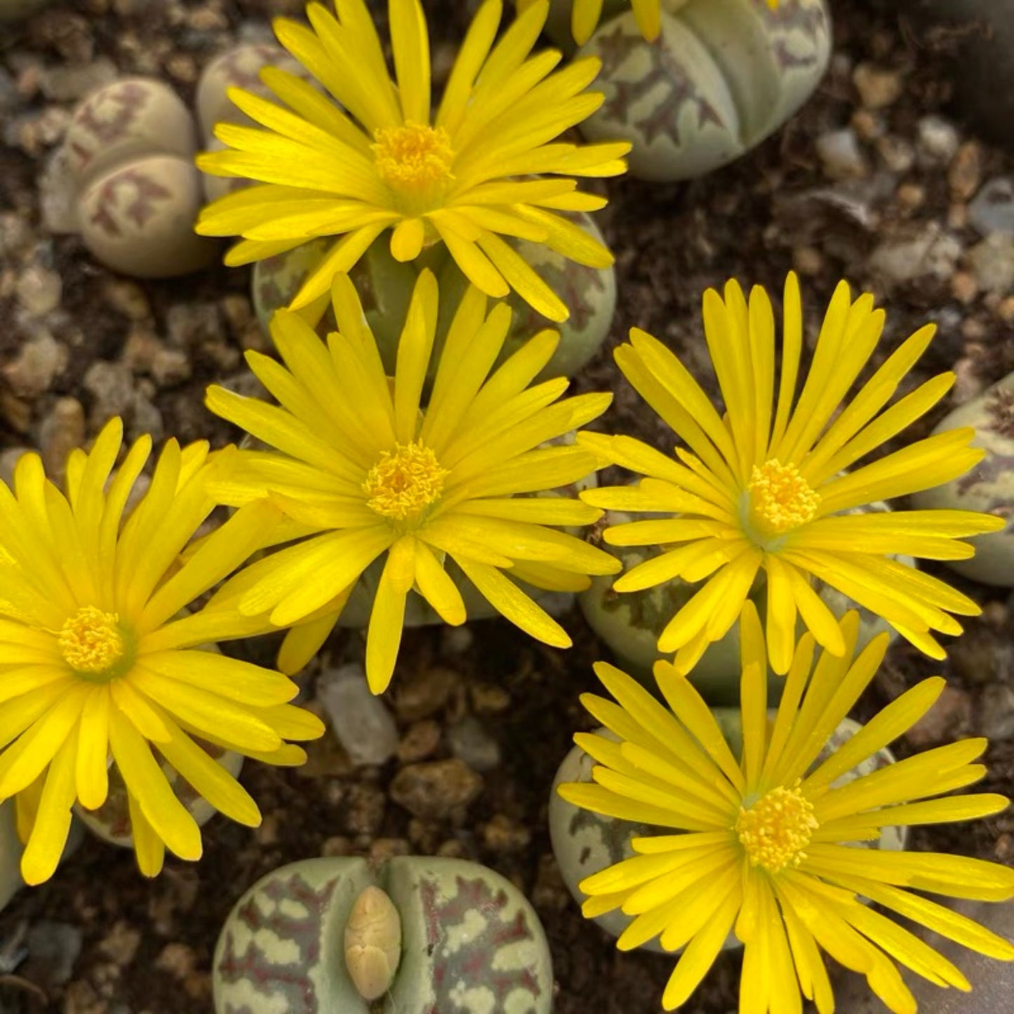 Lithops dorotheae