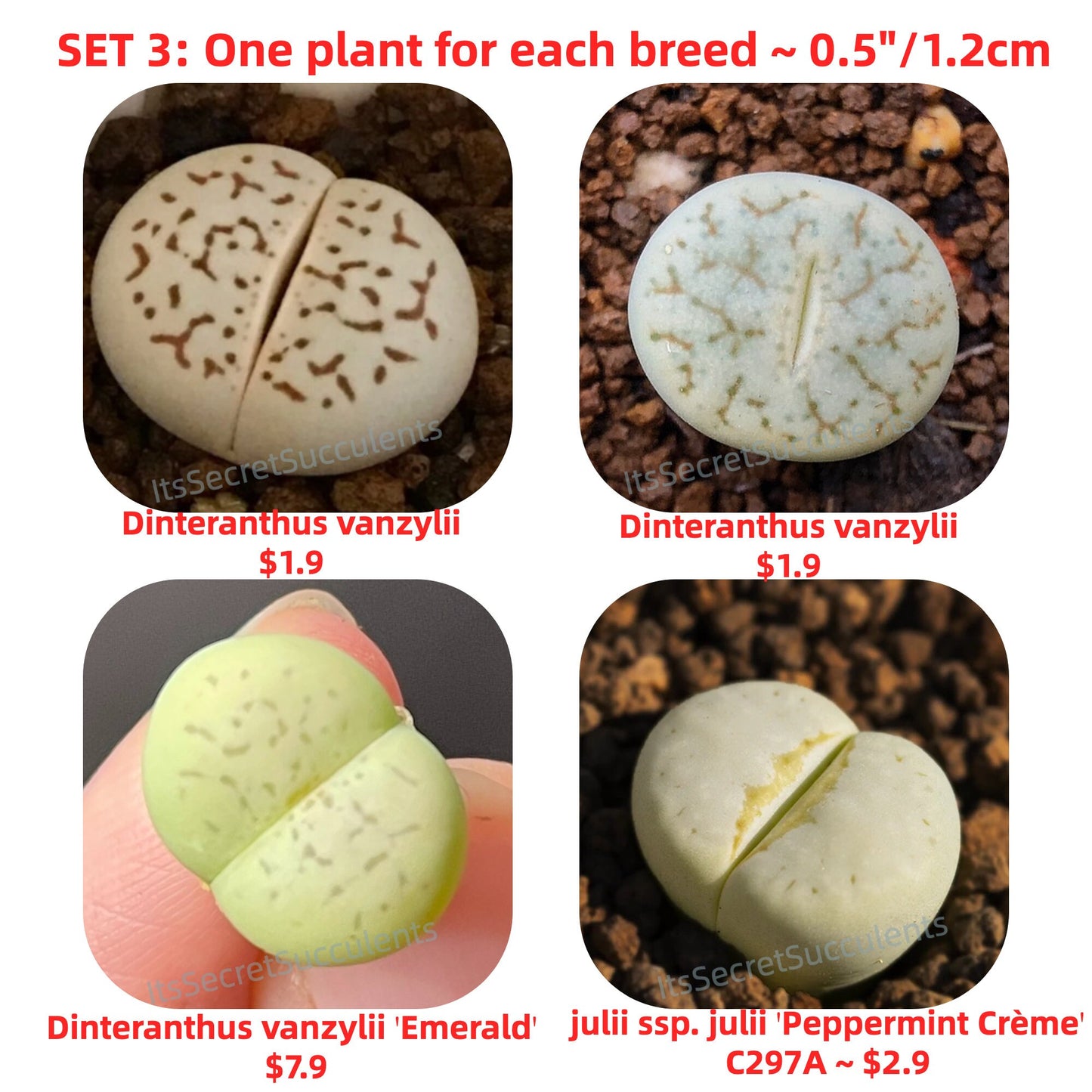 Lithops Combo ~ One plant for each breed ~0.5"/1.2cm