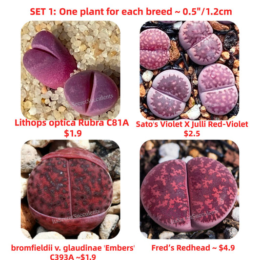 Lithops Combo ~ One plant for each breed ~0.5"/1.2cm