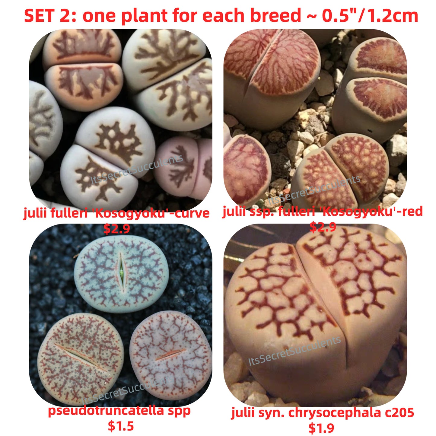 Lithops Combo ~ One plant for each breed ~0.5"/1.2cm