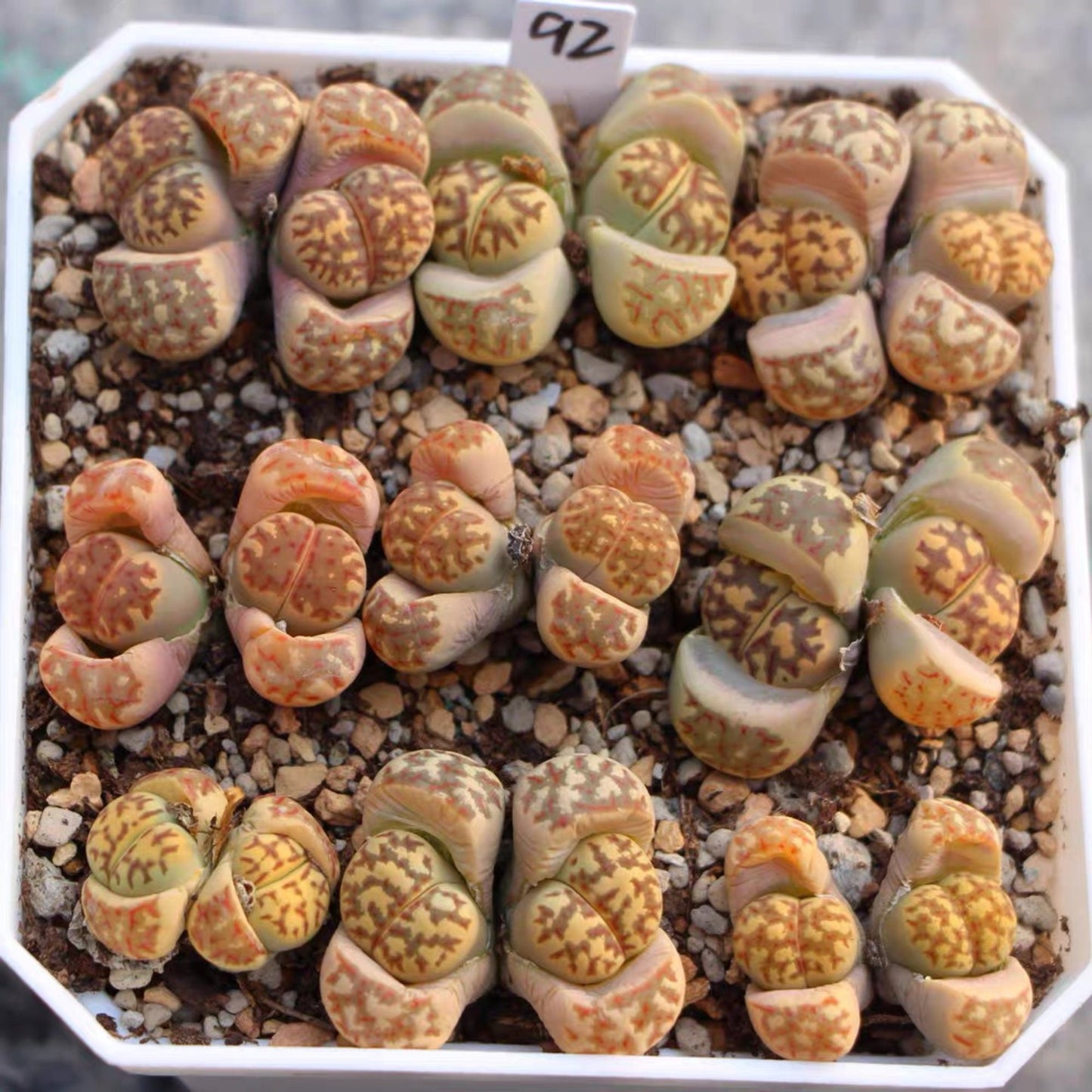 Lithops dorotheae