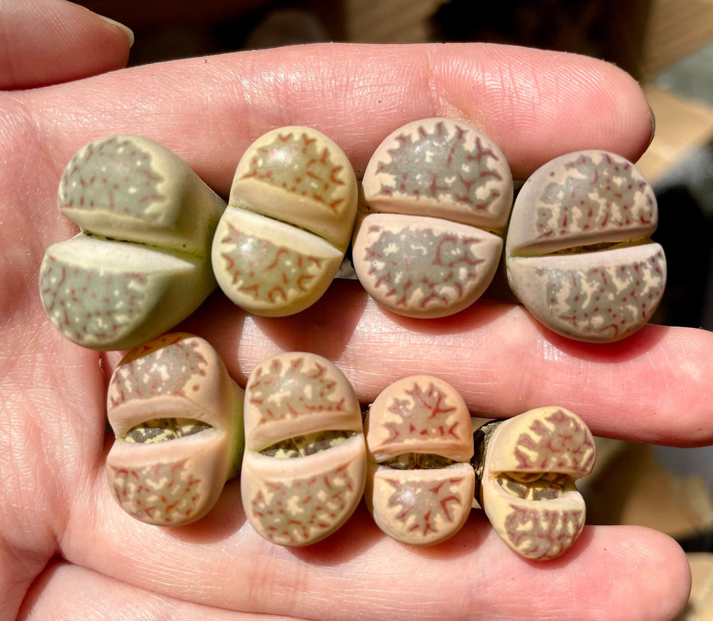 Lithops dorotheae