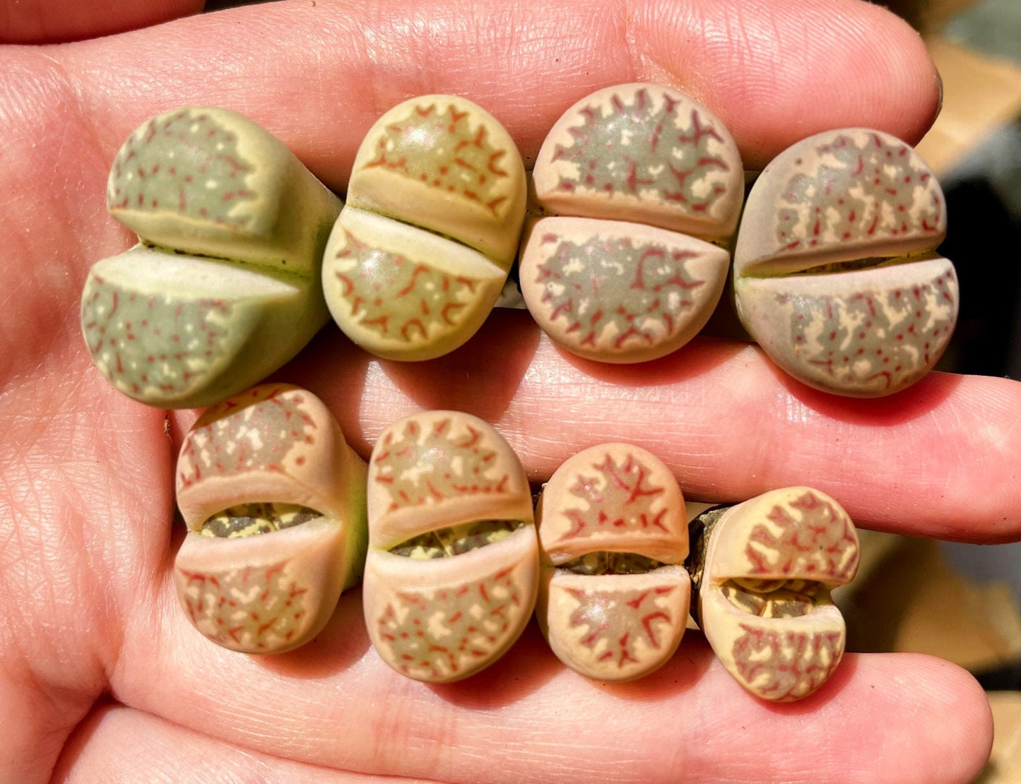 Lithops dorotheae