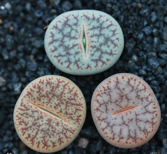 Lithops pseudotruncatella spp