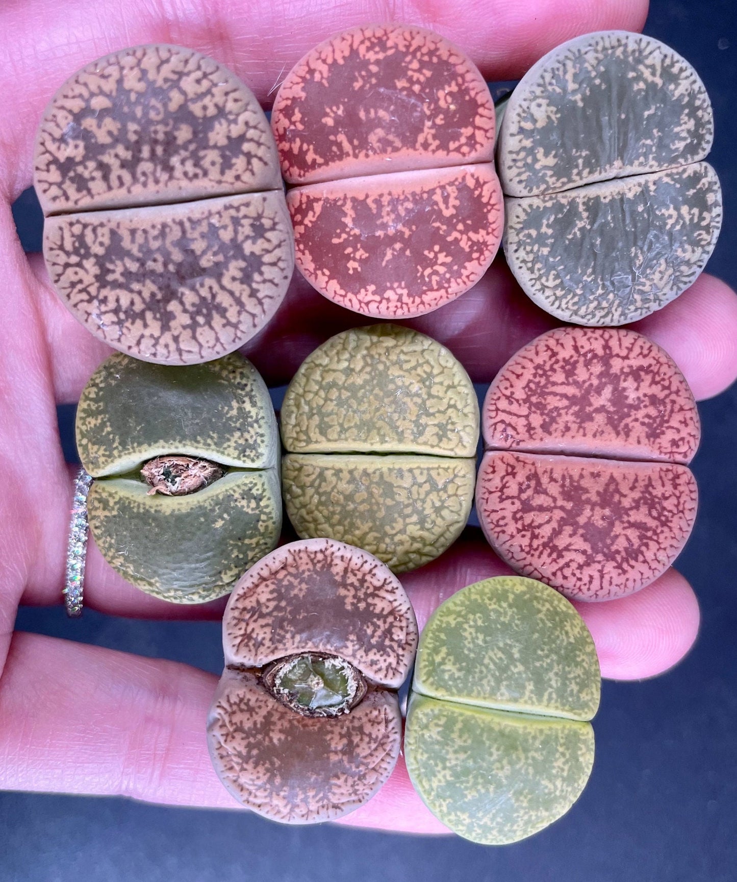 Multi Color Combo lithops(Rainbow colors!)(0.8" or 1") BEGINNER friendly*including 8 plants/SIMILAR color combo in picture/perfect gift/BULK