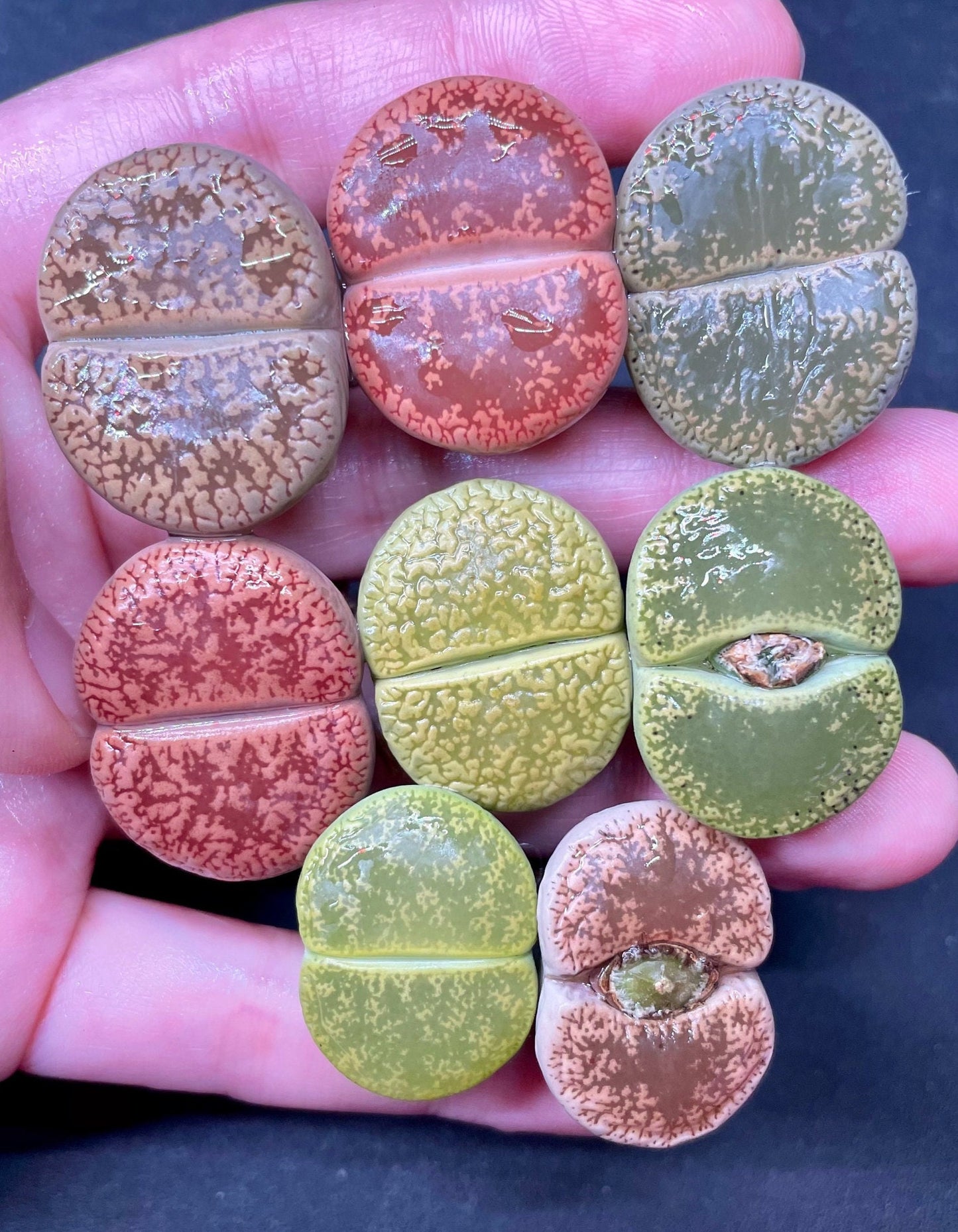 Multi Color Combo lithops(Rainbow colors!)(0.8" or 1") BEGINNER friendly*including 8 plants/SIMILAR color combo in picture/perfect gift/BULK