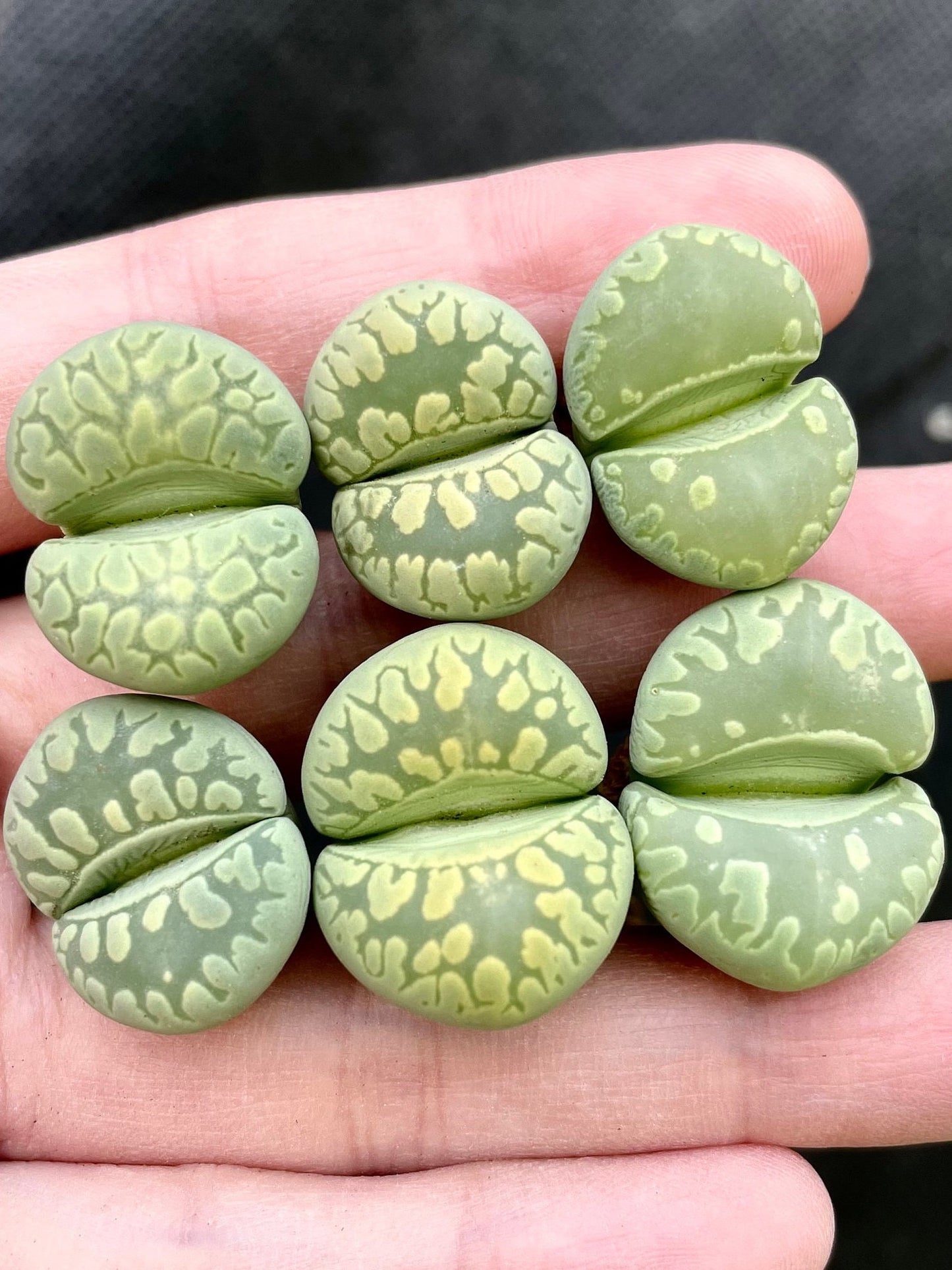 Lithops otzeniana 'Green form' **C350**  *BIG TEETH*