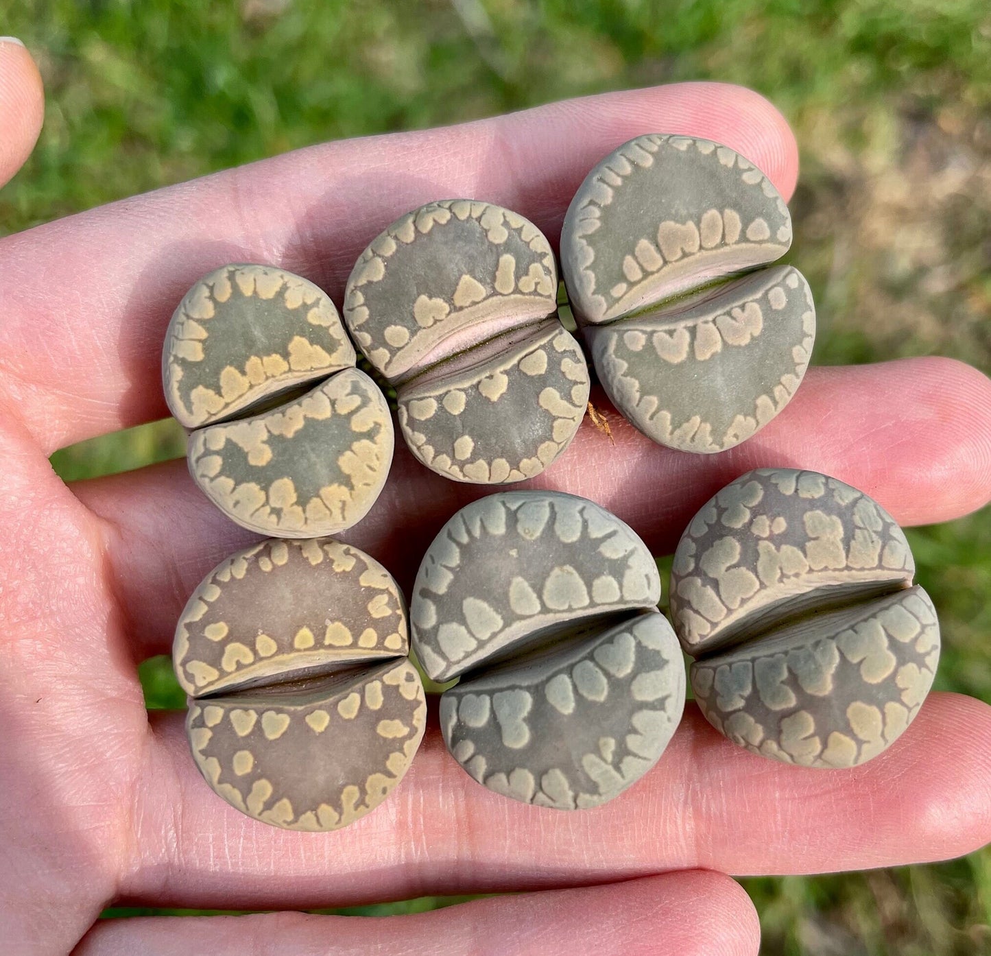 Lithops otzeniana 'Aquamarine' **C128A** *Big Teeth*