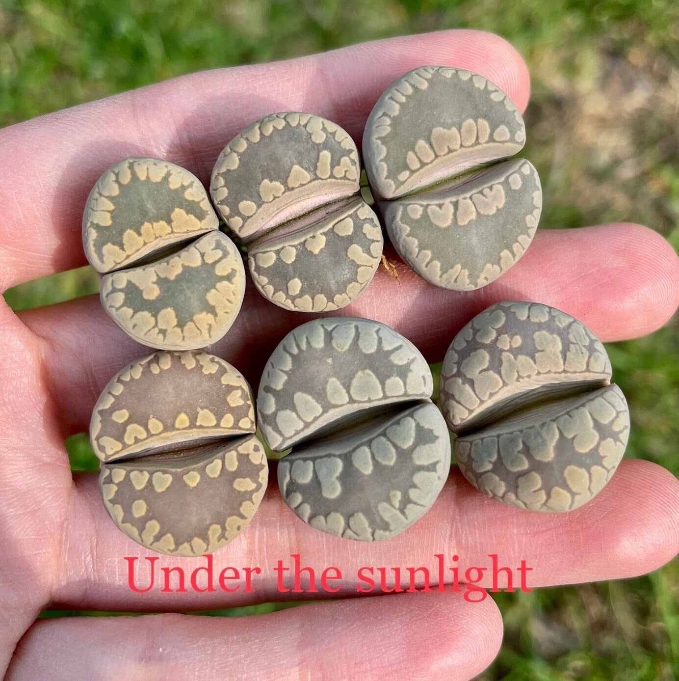 Lithops otzeniana 'Aquamarine' **C128A** *Big Teeth*