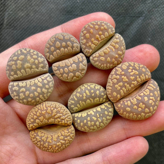 Lithops otzeniana **SH531** *BIG TEETH*