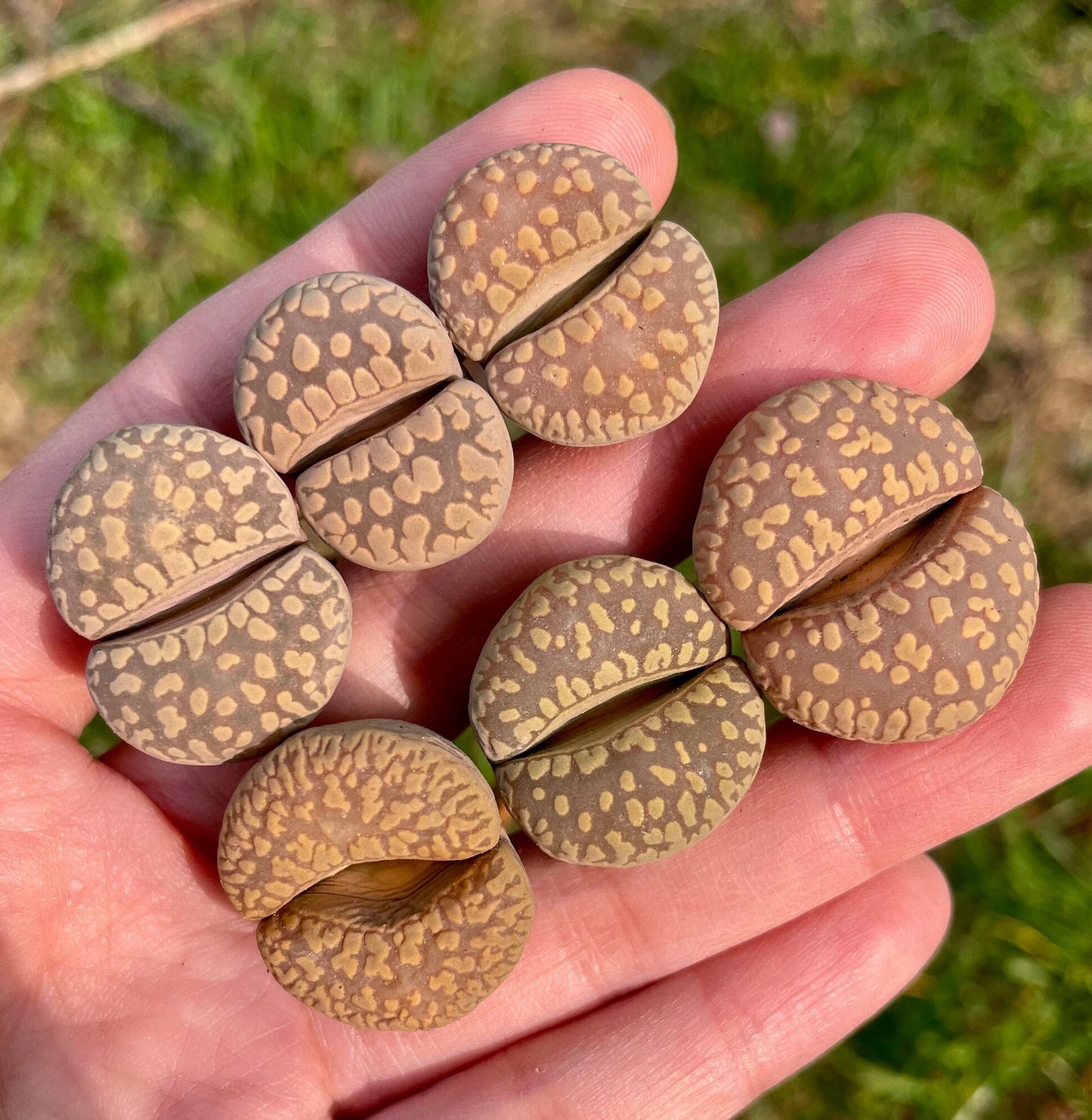 Lithops otzeniana **SH531** *BIG TEETH*