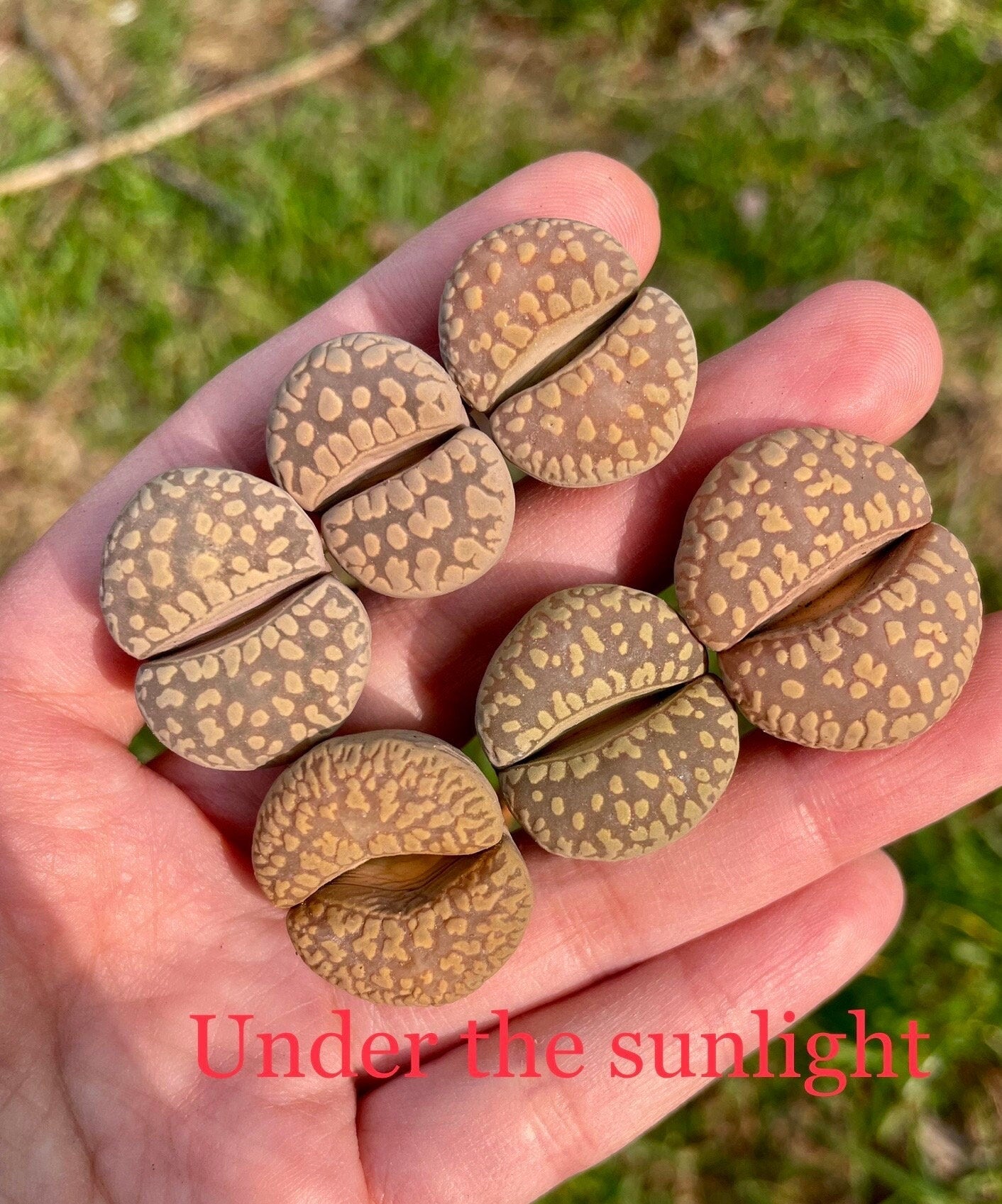 Lithops otzeniana **SH531** *BIG TEETH*