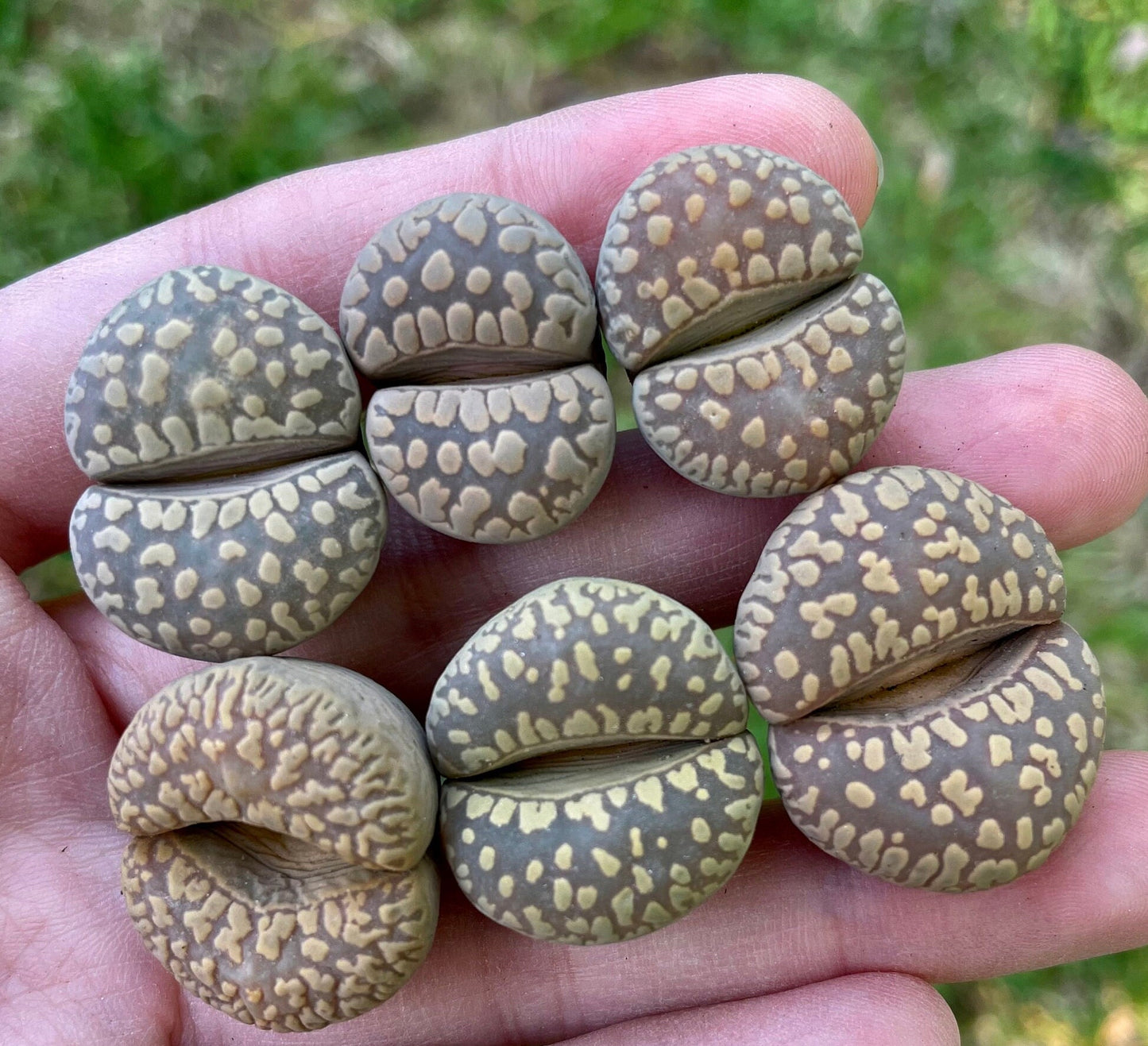 Lithops otzeniana **SH531** *BIG TEETH*