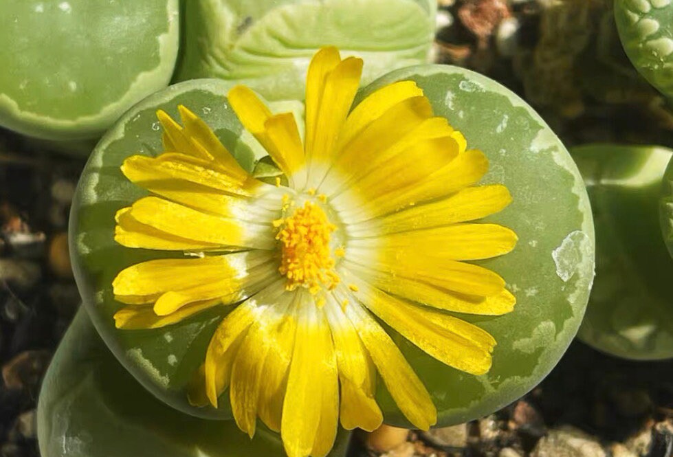 Lithops otzeniana 'Green form' **C350**  *BIG TEETH*