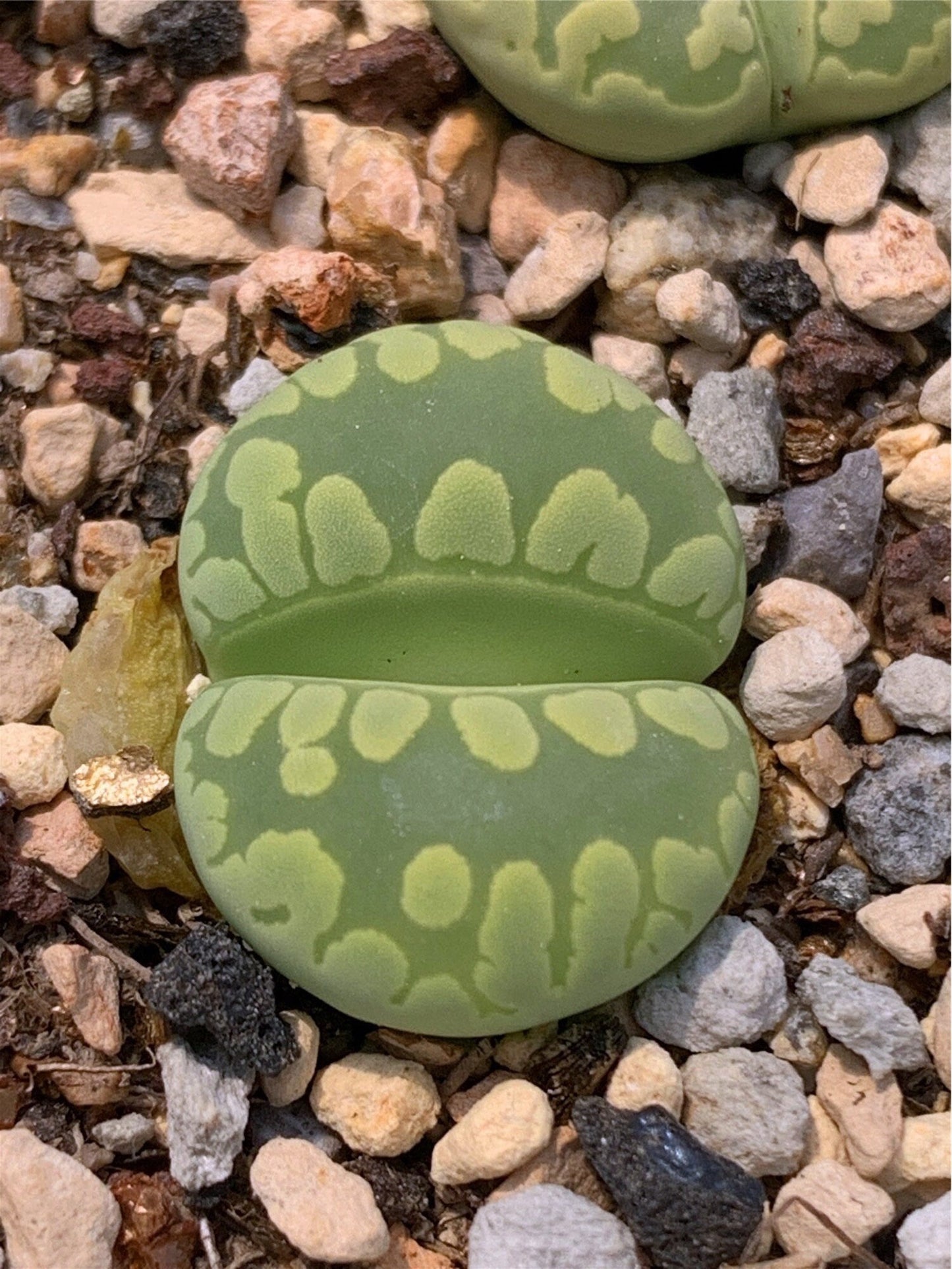 Lithops otzeniana 'Green form' **C350**  *BIG TEETH*