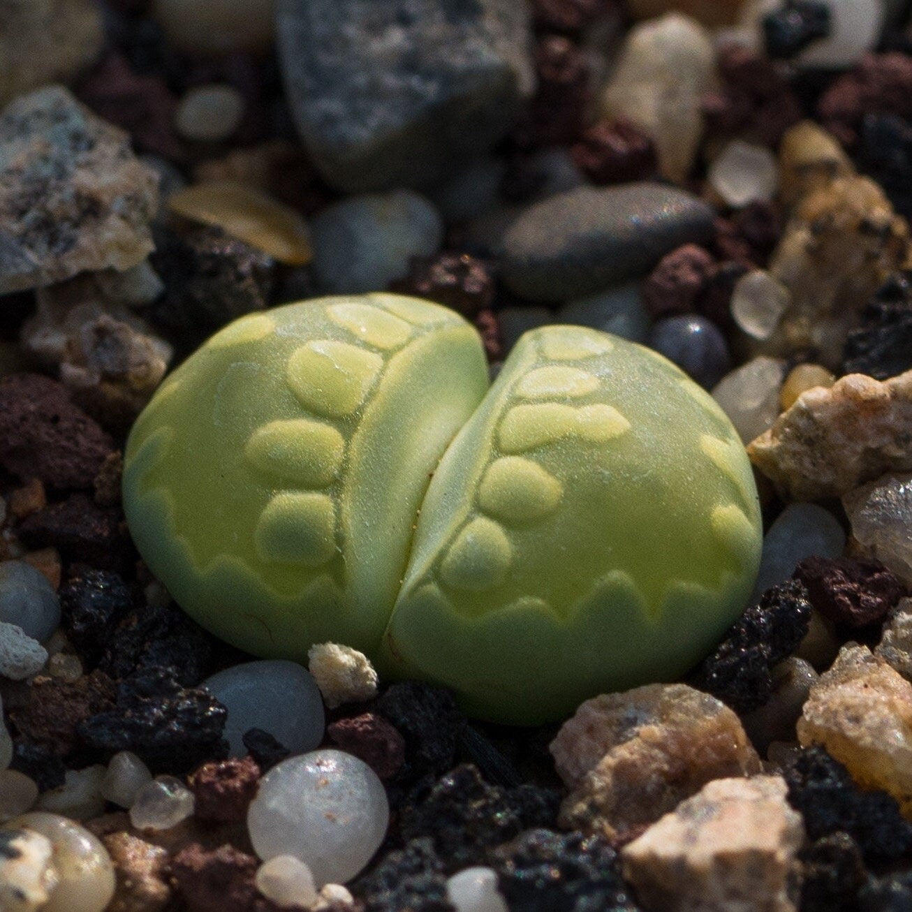 Lithops otzeniana 'Green form' **C350**  *BIG TEETH*