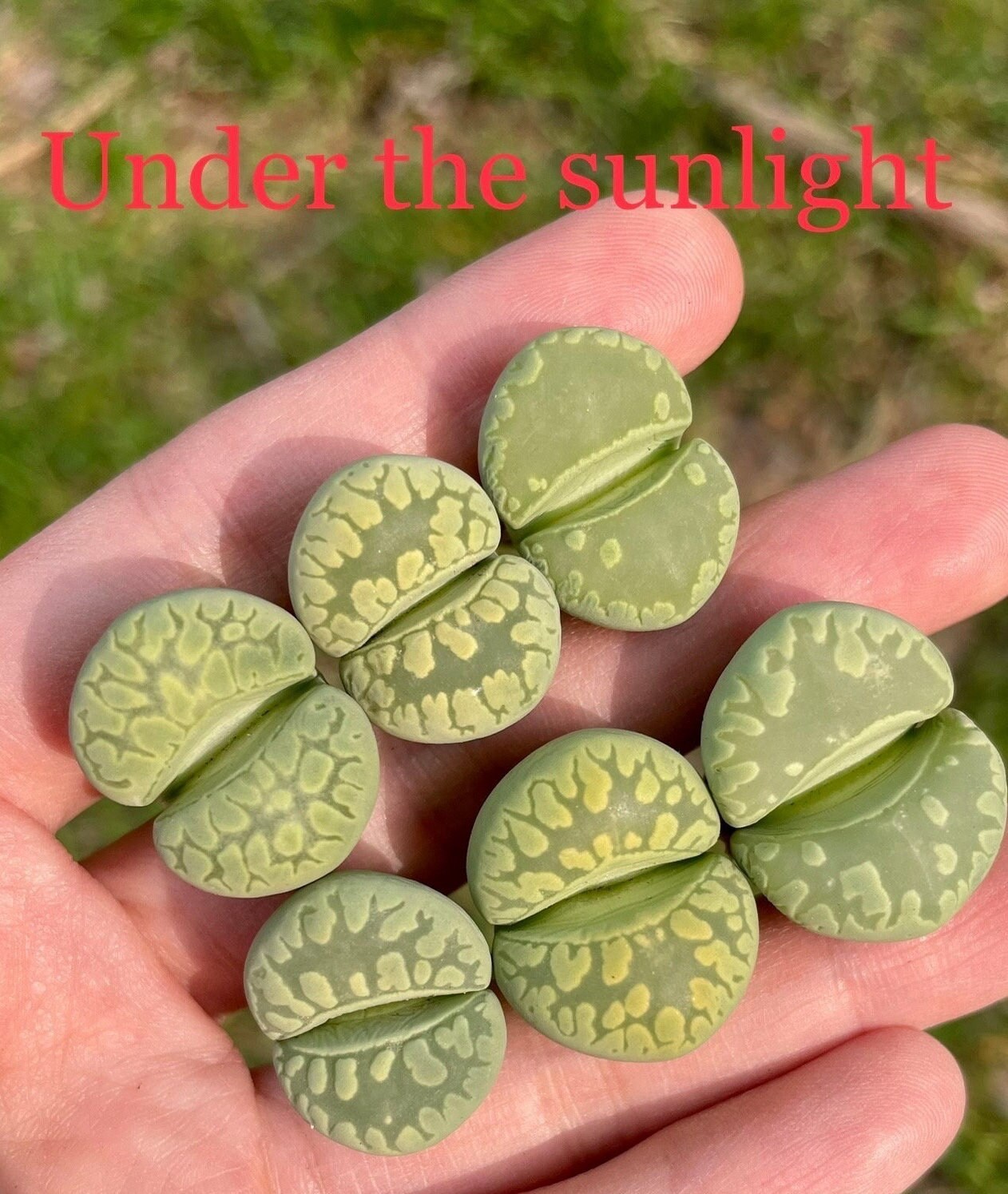 Lithops otzeniana 'Green form' **C350**  *BIG TEETH*