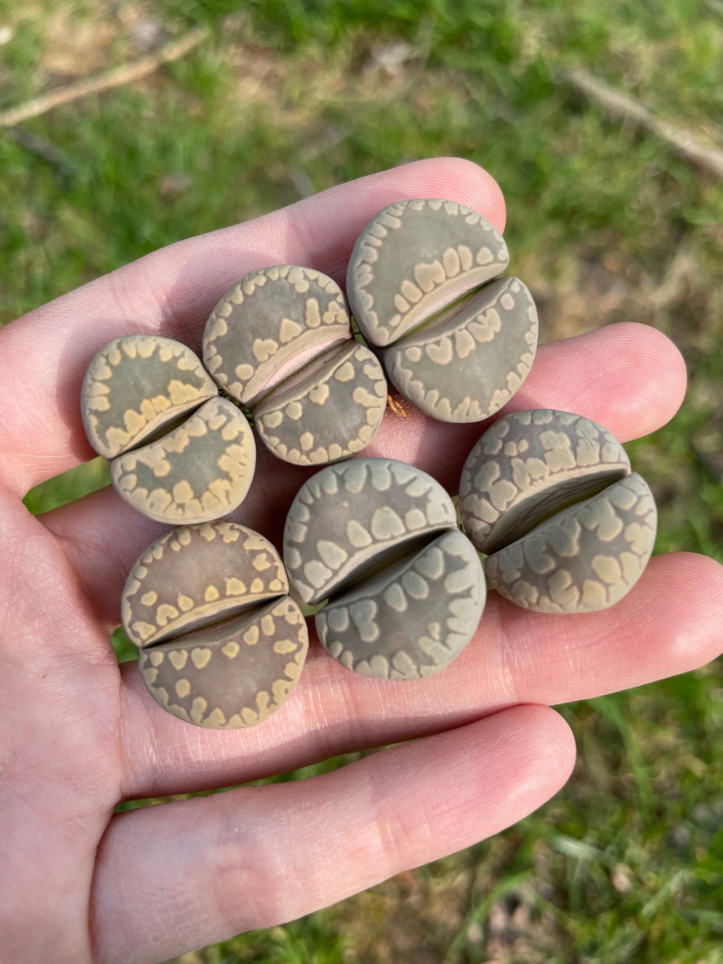 Lithops otzeniana 'Aquamarine' **C128A** *Big Teeth*