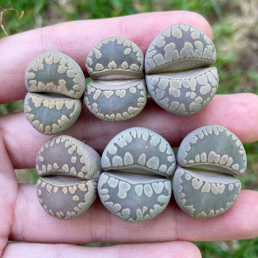 Lithops otzeniana 'Aquamarine' **C128A** *Big Teeth*