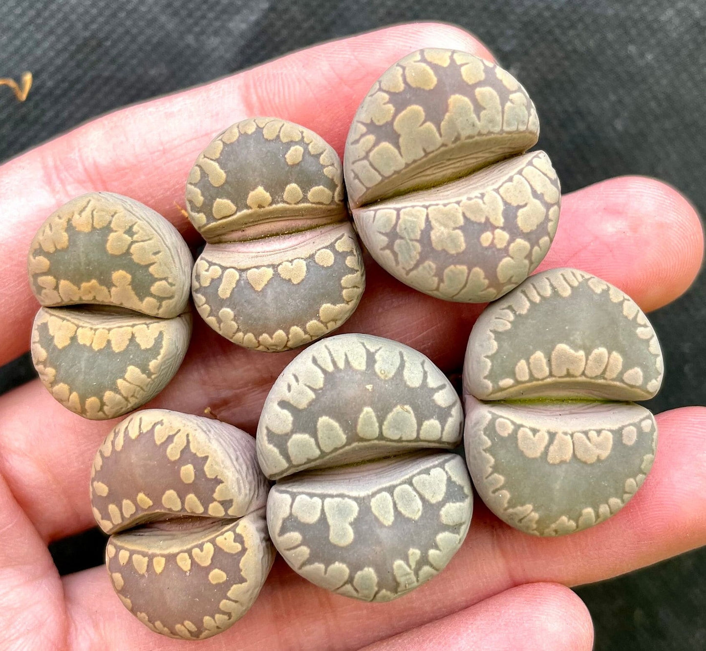 Lithops otzeniana 'Aquamarine' **C128A** *Big Teeth*