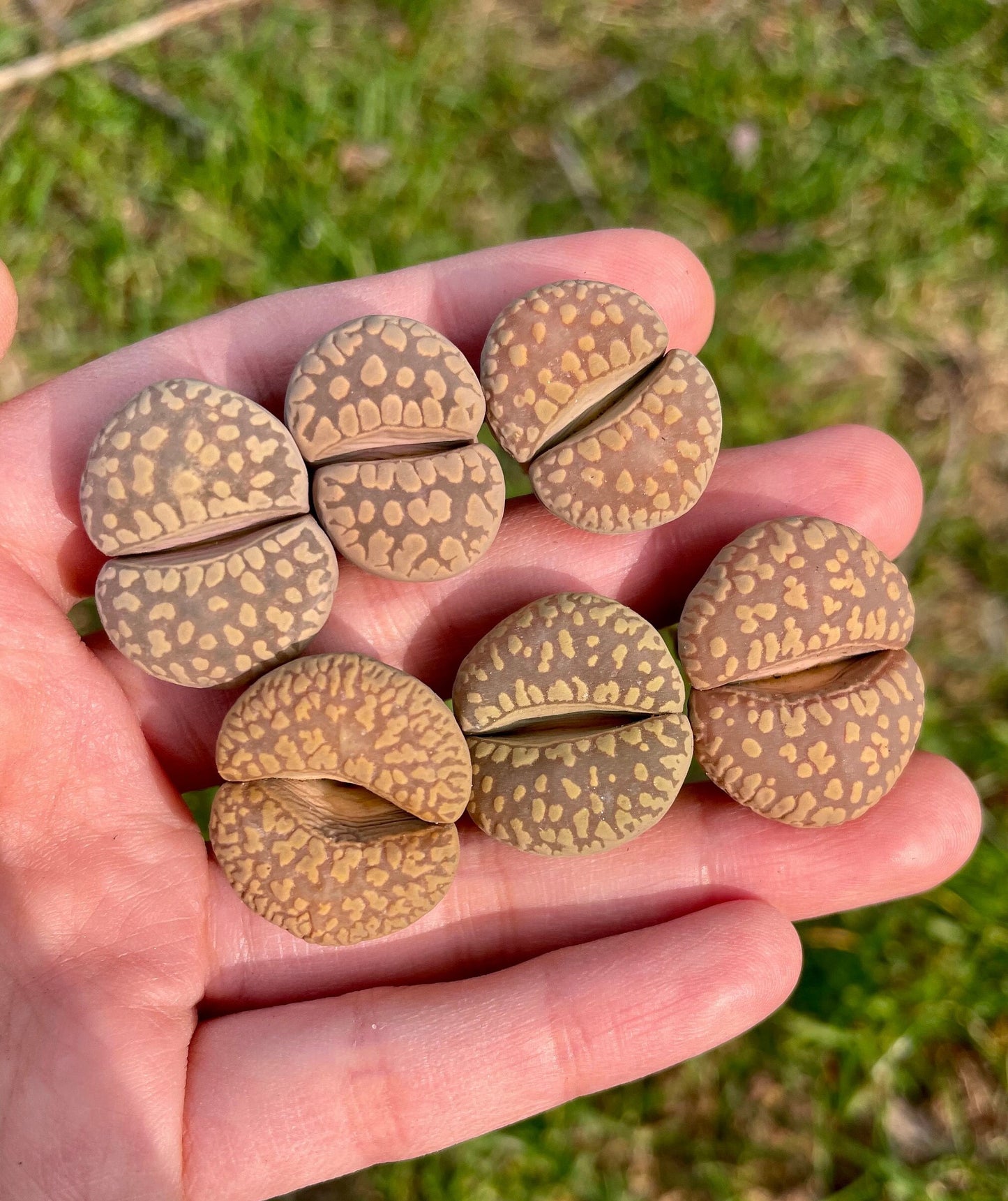 Lithops otzeniana **SH531** *BIG TEETH*