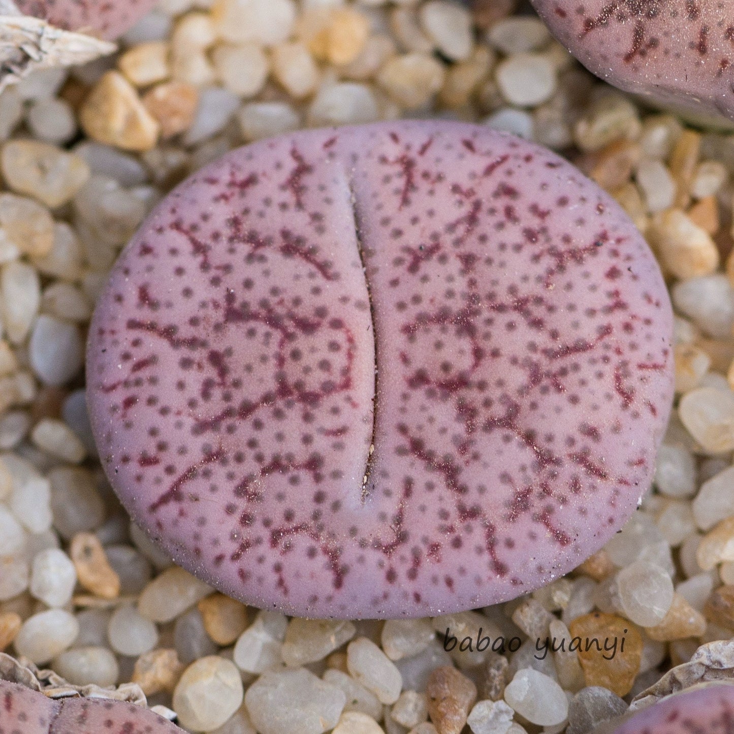 Lithops pseudotruncatella **C187**