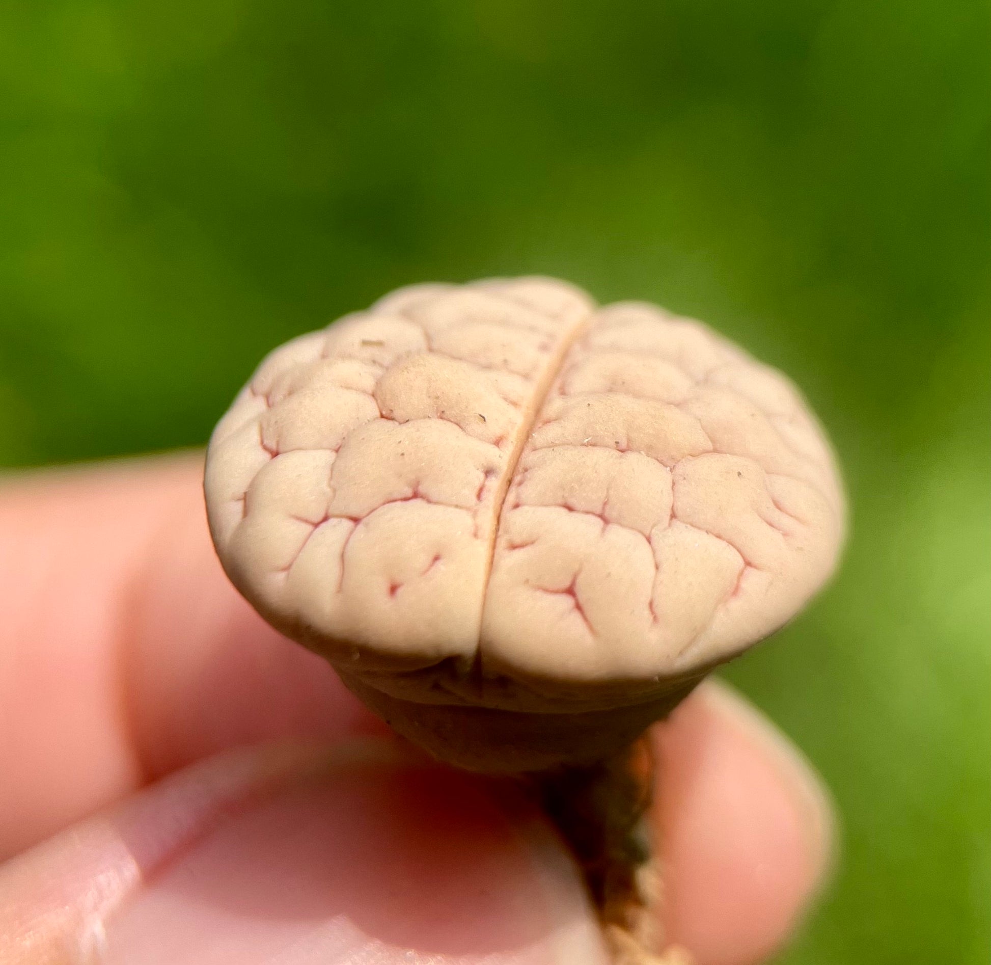succulent that looks like a brain Gracilidelineata **C189** {brain-like patterns} – Secret Succulent Villa