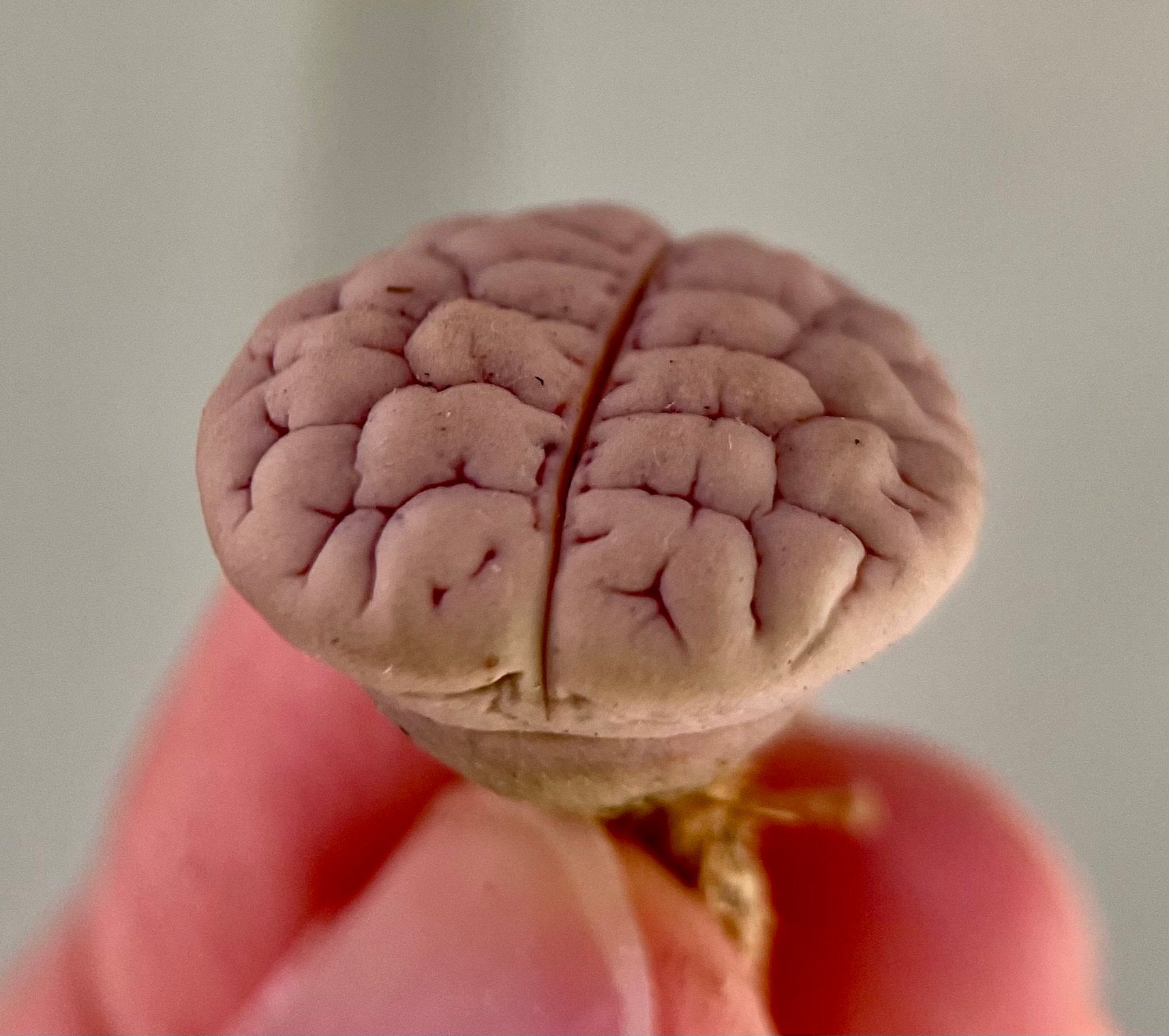 succulents that look like brains Gracilidelineata **C189** {brain-like patterns} – Secret Succulent Villa