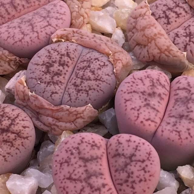 Lithops pseudotruncatella **C187**