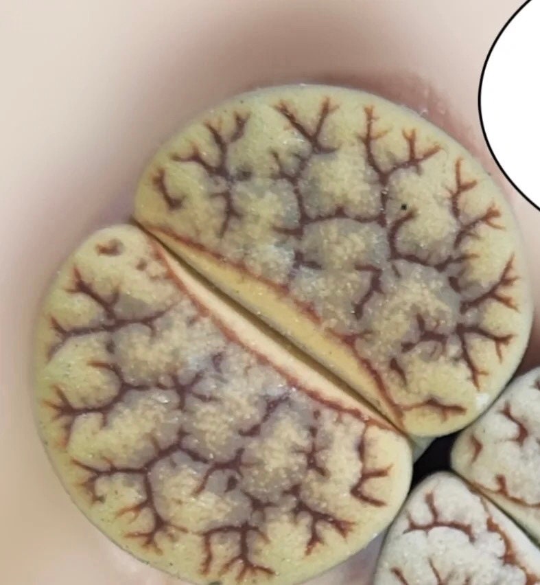 Lithops gracilidelineata *C383* {brain-like patterns}