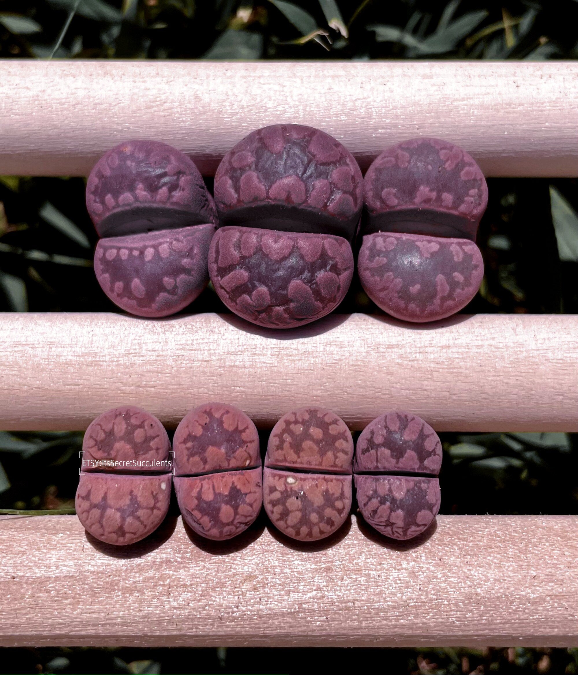 Plant - store Lithops otzeniana 'Cesky Granat' Trident